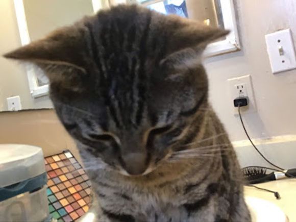 Meet your Posher, Felix - Picture 1 of 1